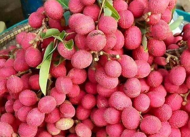 Vải rừng đỏ au giá từ 30.000-50.000 đồng/kg đang được rao bán rầm rộ trên mạng