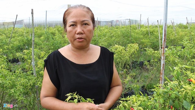 Bà Nguyễn Thị Kim Xuân bên cạnh vườn ớt được trồng theo công nghệ sản xuất nông nghiệp tiên tiến của Israel.