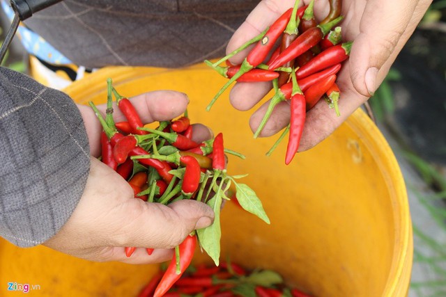 Với giá bán 60.000 đồng/kg cho các siêu thị, vườn ớt rộng 3 ha giúp nông dân ở Củ Chi này thu nhập gần nửa tỷ mỗi tháng