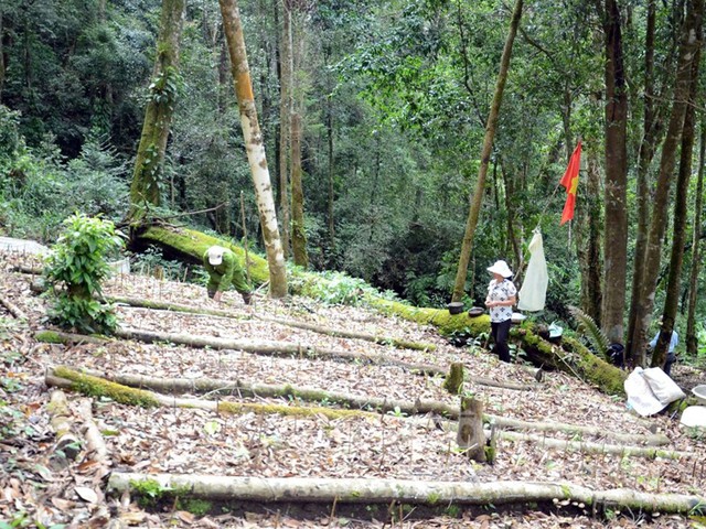 Vườn sâm Ngọc Linh được trồng dưới tán rừng cổ thụ