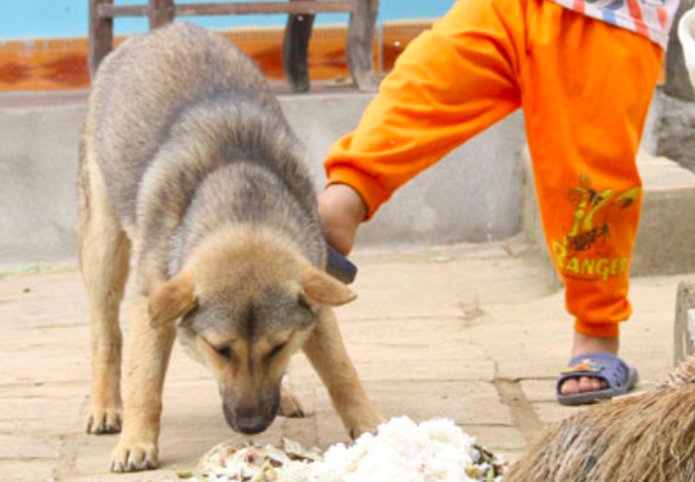 Bị chó cắn, bao lâu sau phát bệnh dại? - Ảnh 2.