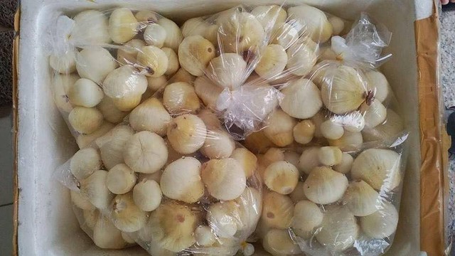 Có giá 200.000-280.000 đồng/kg, mộng dừa vẫn được nhiều người săn mua