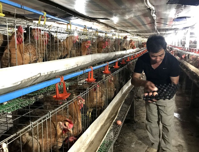 Nhờ phương pháp thụ tinh nhân tạo cho gà đẻ giúp tỷ lệ trứng có phôi cao mà ông thu lãi đều 1,5 tỷ đồng/tháng