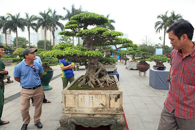 Chủ nhân của tác phẩm là anh Minh Dưỡng (Tiên Phương, Chương Mỹ, Hà Nội) cho biết, cây có nguồn gốc từ Nam Định và từng được chính tay nghệ nhân nổi tiếng bậc nhất Hà Nội - ông Đặng Xuân Cường (hay còn gọi là Cường họa sỹ) tạo tác, chỉnh sửa.