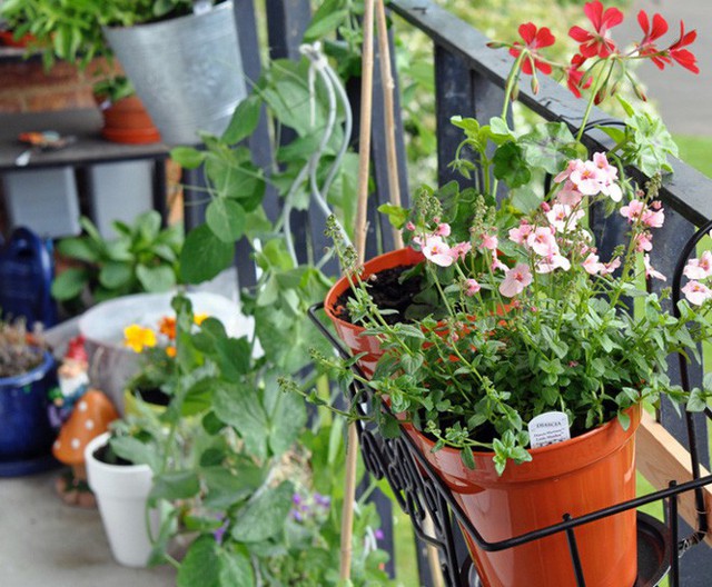 Chỉ cần hoa nở, và cách sắp xếp khéo léo một chút là đủ đánh thức mùa xuân ở ban công nhà bạn.