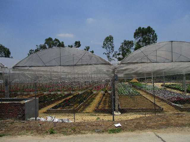 Hệ thống nhà kính khép kín giúp vườn hoa của anh Quốc ít sâu bệnh, phát triển tốt hơn so với trồng bên ngoài. Ảnh: Hoa Nhi