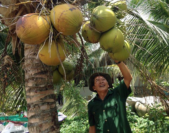 100 gốc dừa xiêm mang về thu nhập 100 triệu đồng/năm cho ông Thắng. (Ảnh: NQ).