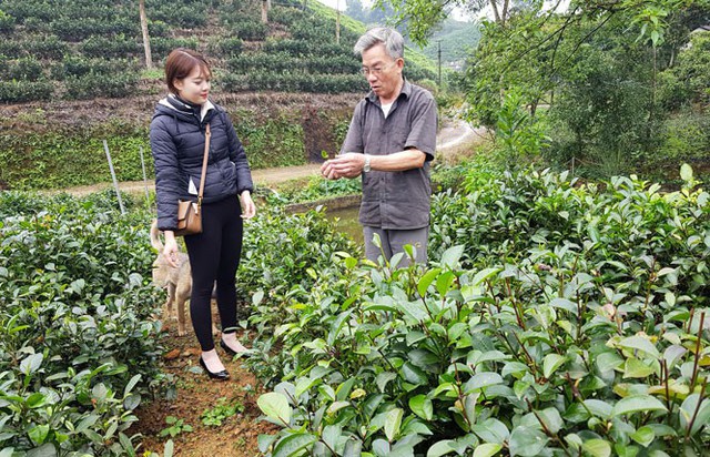 Ông Dung giới thiệu về giống chè quý mà gia đình mình đang trồng.