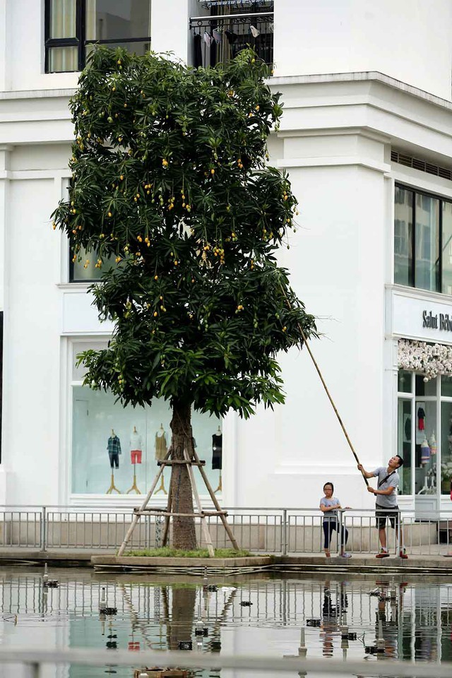 Những c&acirc;y xo&agrave;i sai trĩu quả đang đ&uacute;ng vụ thu hoạch
