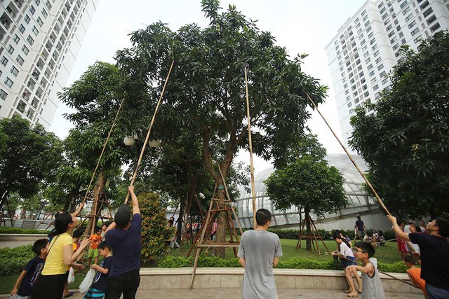 Những c&acirc;y xo&agrave;i sai trĩu quả, c&oacute; c&acirc;y cho h&agrave;ng trăm quả