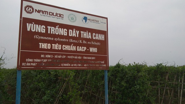 Vùng trồng Dây thìa canh theo tiêu chuẩn GACP-WHO của công ty Nam Dược tại Nam Định