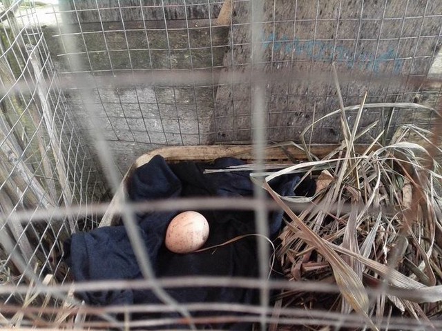 Ngày con gà đẻ quả trứng đầu tiên, con gái chị vô cùng vui sướng. Sau đó, gà liên tục đẻ trong 3 tháng, tổng cộng được khoảng 70 quả.