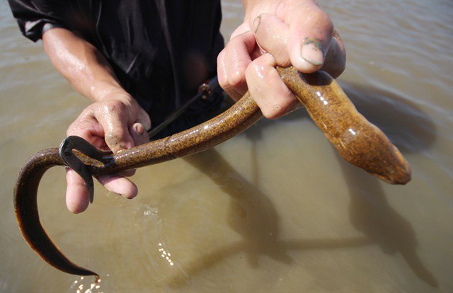 Những con lươn mắc chặt vào thanh sắt và thợ lươn dùng tay bắt chúng rất dễ dàng
