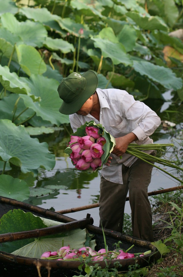 
Hoa sen vẫn là nguồn thu nhập chính của các chủ đầm.
