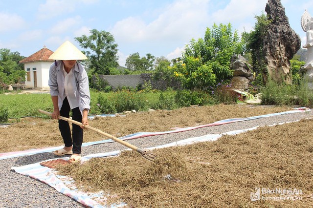 Gia đình bà Hồ Thị Nga ở xóm 4, xã Quỳnh Văn trồng 6 sào cà gai leo, mỗi năm thu lãi trên 120 triệu đồng. Ảnh: Việt Hùng