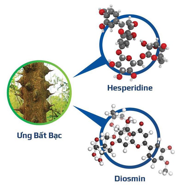 
Ưng Bất Bạc chứa Hesperidine và Diosmin giúp phục hồi và tái tạo tế bào gan
