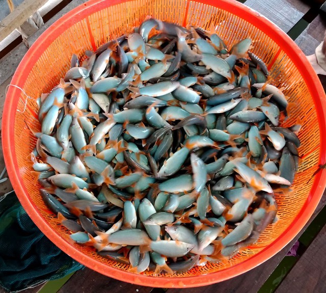 Anh Nguyễn Quốc Hiếu cho hay, cá heo nước ngọt có thịt béo và thơm nên được thị trường ưa chuộng.