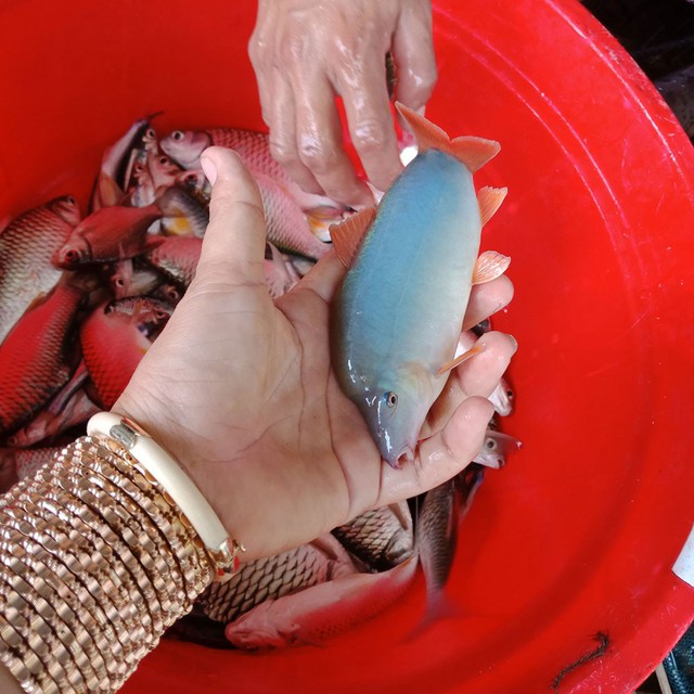 Theo Hội Nông dân (ND) thị trấn An Phú, mô hình nuôi cá heo nước ngọt của gia đình anh Nguyễn Quốc Hiếu là mô hình đầu tiên trên địa bàn thị trấn An Phú.