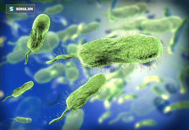  Vi khuẩn Vibrio vulnificus – loại vi khuẩn gây tổn thương các cơ quan nội tạng 
