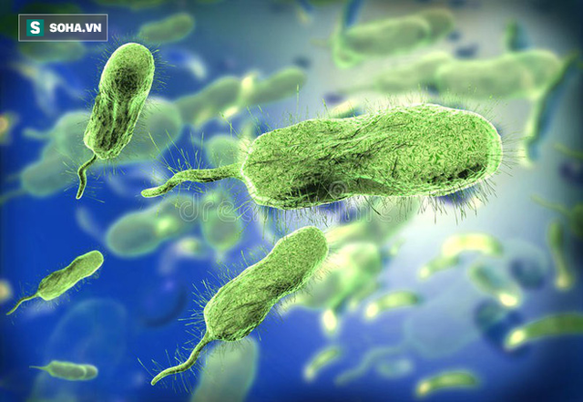 
Vi khuẩn Vibrio vulnificus – loại vi khuẩn gây tổn thương các cơ quan nội tạng
