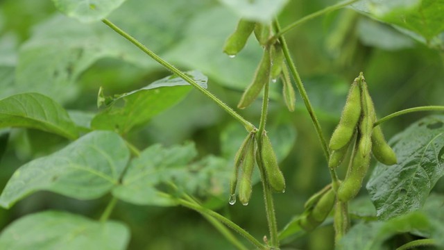 Những cây đậu nành dược liệu chứa hàm lượng hoạt chất isoflavone cao tối ưu