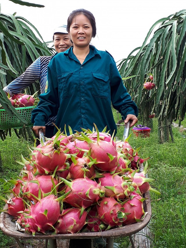 Gia đình anh Tuyến thu hoạch thanh long.