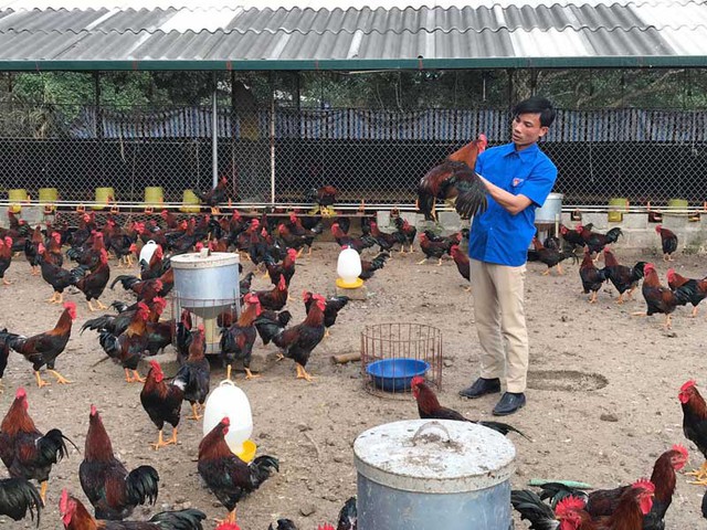 Mô hình liên kết chăn nuôi gà ri giống Lạc Thủy đem về cho anh Bùi Đông Giang, xóm An Sơn 1, xã An Bình (Lạc Thủy) thu nhập 1 tỷ đồng/năm.