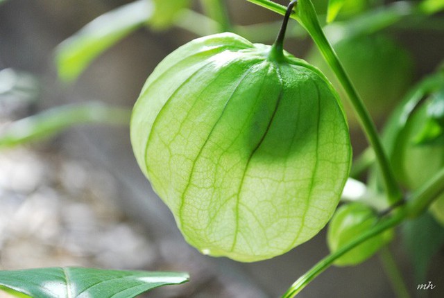 
Ta có thể tìm thấy cây tầm bóp ở khắp mọi nơi: trên bãi cỏ, bờ ruông, ven đường hay thậm chí là đất hoang.
