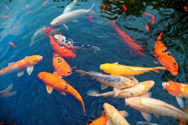 Góp phần tạo nên hệ sinh thái thu nhỏ ven biển là đàn cá Koi sặc sỡ cư ngụ tại hồ lớn phía sau khách sạn FLC Grand Hotel Samson.