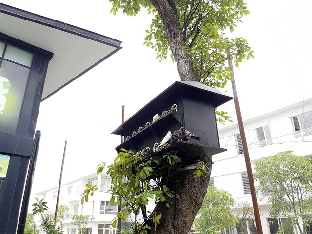“Ngôi nhà trên cây” này là nơi khách có thể ngắm nhìn những chú bồ câu xinh xắn, thân thiện với con người.