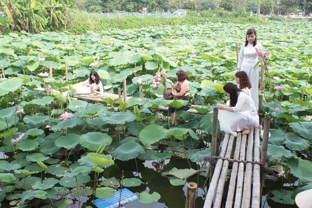 Những ngày đầu tháng 6 bắt đầu vào mùa sen nở rộ, thời điểm này tại khu vực Hồ Tây, Xuân Đỉnh (Hà Nội) lại thu hút rất đông người đổ về chụp ảnh với sen. Hàng loạt các dịch vụ đi kèm như: chụp ảnh, trang điểm, cho thuê quần áo, trông giữ xe… cũng được dịp “ăn nên làm ra”.