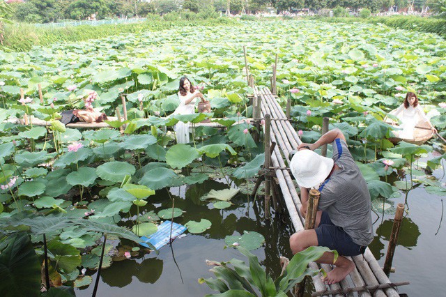 Theo ghi nhận, tại một số đầm sen xung quanh khu vực Hồ Tây, chi phí vào cửa chụp ảnh mỗi người từ 30-50.000 đồng/ lượt. Bên cạnh việc cho thuê hậu cảnh chụp ảnh, các chủ vườn còn kiếm thêm khoản thu nhập lớn từ dịch vụ trông xe, bán trà, bán hoa… cho khách. Trung bình, mỗi lượt gửi xe ở đây dao động từ 10-20 nghìn/ xe máy; 40 nghìn/ ô tô, mỗi bó sen cho khách chụp có giá từ 120-150 nghìn đồng. Đó là chưa kể hàng loạt các dịch vụ ăn uống và chi phí phát sinh khác.