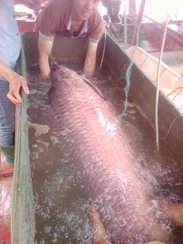 Bắt được con cá 71 kg là một bất ngờ với người dân