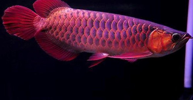 Chú cá huyết long này có giá 2.000 USD.