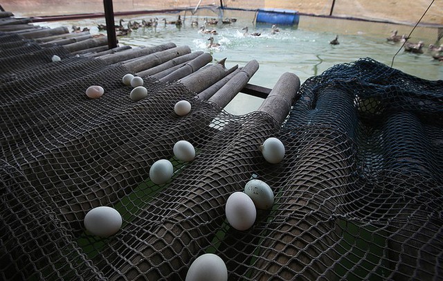 Mỗi ngày đàn vịt trời đẻ hàng trăm trứng, quả trứng dài to sẽ nở ra con đực, thon nhỏ sẽ nở ra con cái và sẽ được đưa vào ấp riêng.