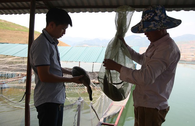 Vịt trời thương phẩm bán cho các nhà hàng ở Điện Biên, Sơn La. Trung bình mỗi gia đình nuôi vịt trời ở lòng hồ thuỷ điện Sơn La bán một lứa mỗi năm với khoảng hơn 2.000 con, thu hơn 300 triệu đồng.