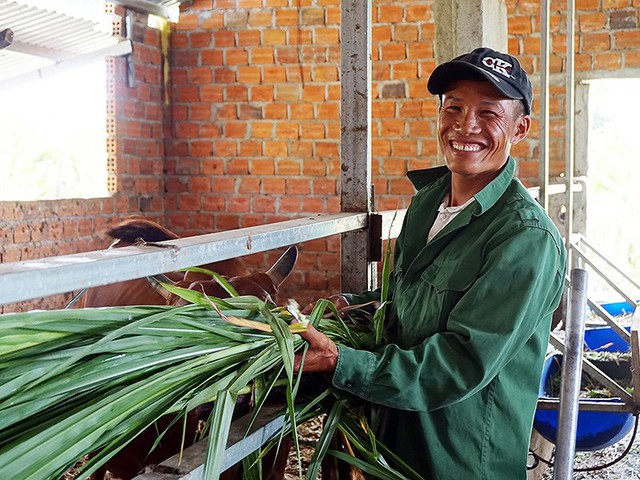 
Anh Nguyễn Văn Thụ, một trong năm người bị oan, sẽ tiếp tục công việc cắt cỏ nuôi bò của mình. Ảnh: N.NGA
