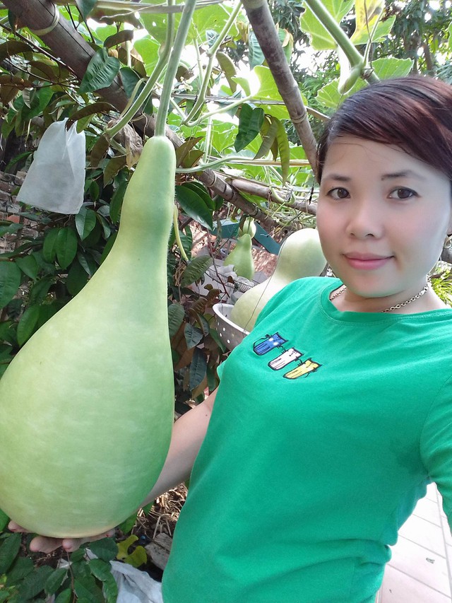 Đó là chia sẻ của nông dân phố Trương Thị Thu Huyền (Văn Điển, Hà Nội) về giàn bầu tiên siêu đẹp -khủng- hiếm của mình.