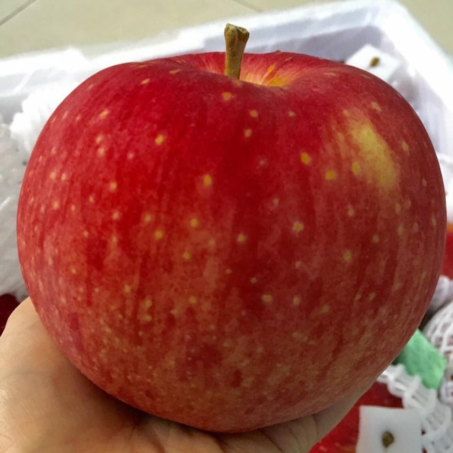 
Táo sekai-ichi thuộc dạng táo có kích cỡ khủng so với các loại táo khác.
