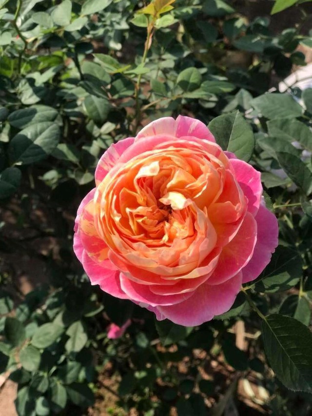 Hoa hồng ở công viên Rose Park