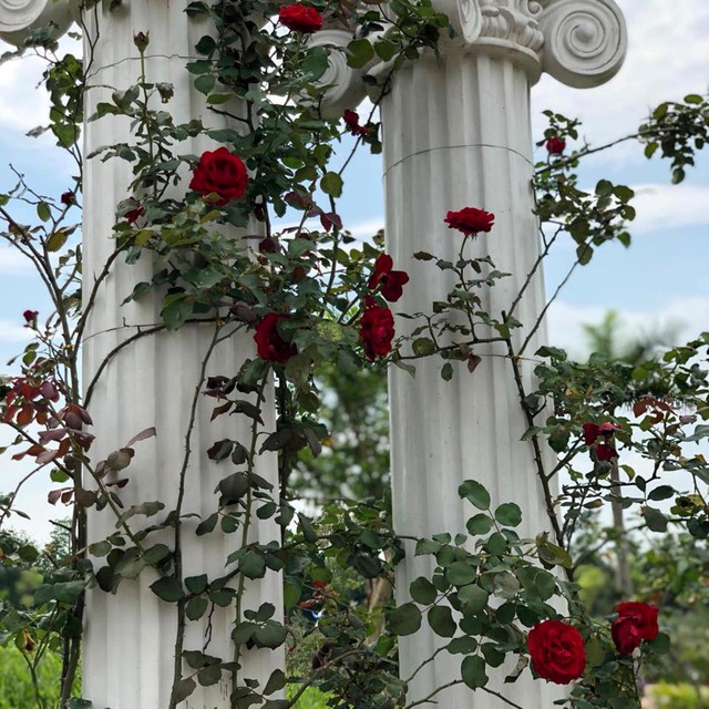 Công viên hiện có 150.000 cây hoa hồng