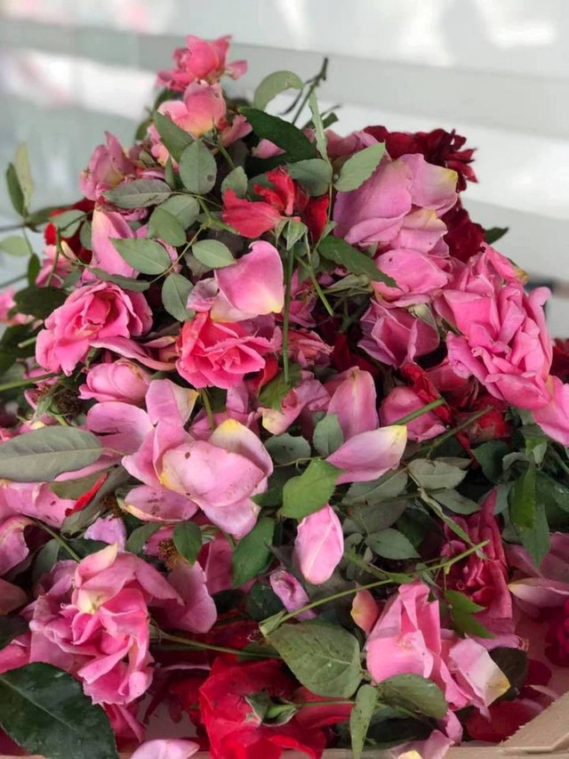 Hoa hồng tươi được dùng để chế tác các sản phẩm làm đẹp