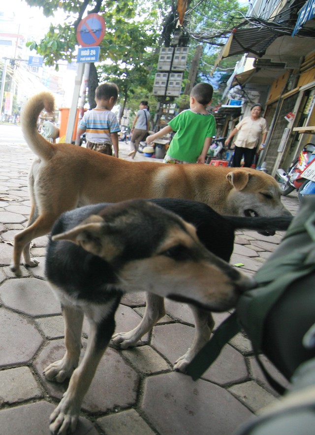 
Tình trạng cho thả rông không rọ mõm vẫn xuất hiện nhan nhản trên đường phố Hà Nội. Ảnh: Chí cường
