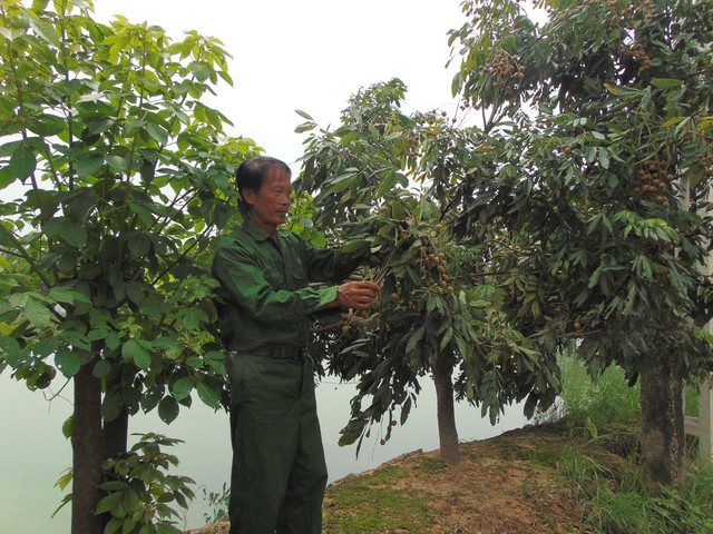 
Ngoài nuôi cá, nuôi vịt ông còn kết hợp trồng thêm hàng chục gốc nhãn chín muộn Hưng Yên có giá trị kinh tế cao dự kiến tháng 9 này sẽ cho thu hoạch.     Ảnh: Nguyễn Hiếu
