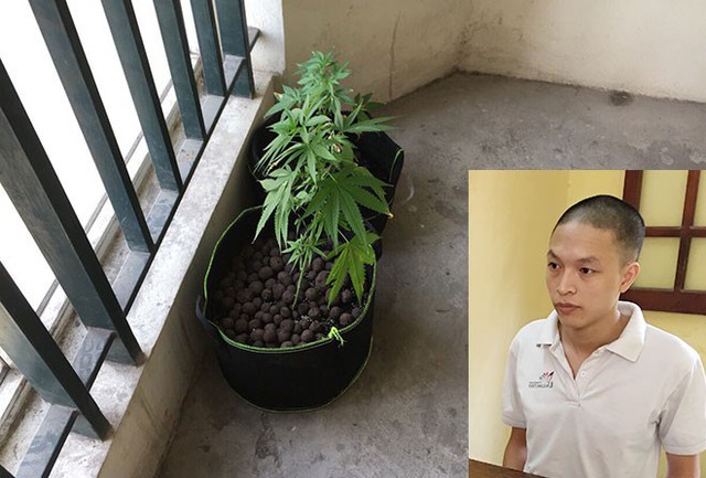 Hoàng Gia Phú cùng một đối tượng nữa thuê chung cư để trồng cần sa