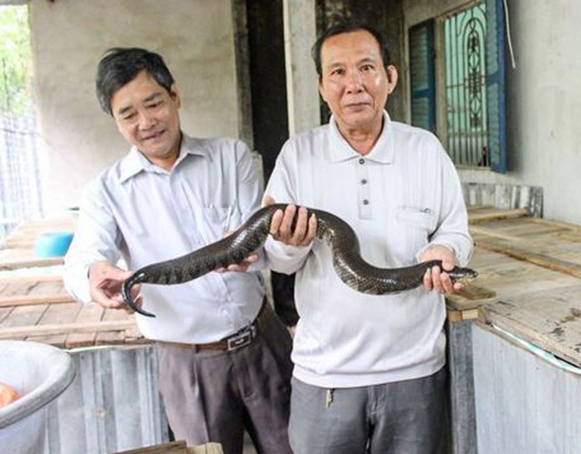 Lãnh đạo Hội Nông dân phường Phước Thới tham quan mô hình nuôi rắn của ông Nguyễn Văn Hoàng (bìa phải).
