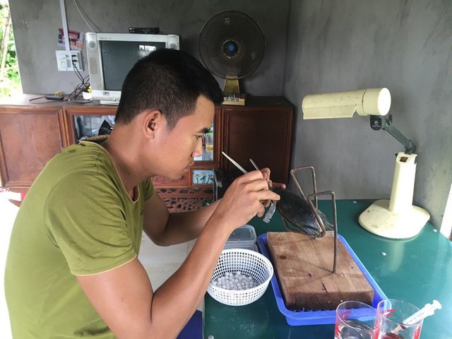 Anh Nguyễn Văn Tùng đang cấy phôi vào trai nước ngọt để nuôi thành ngọc.