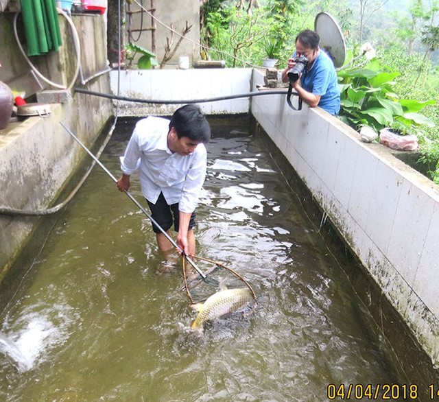 Bên cạnh nuôi cá tiến vua-cá anh vũ, cá bỗng, anh Nguyễn Việt Hòa, thôn Cốc Phát, Thượng Lâm nuôi cả cá chép, trôi, trắm cỏ trong ao chuôm. Ảnh: Bàn Minh Đoàn (Cổng TTĐT Tuyên Quang).