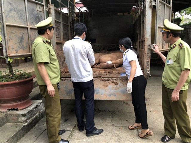 Cơ quan chức năng liên tục bắt giữ các vụ nhập lậu thịt lợn Trung Quốc về Việt Nam. Ảnh: ANTĐ.
