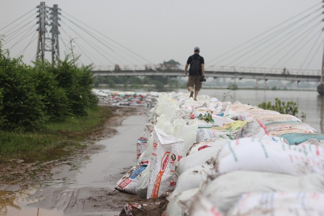 
Hàng nghìn bao tải cát giữ đê sông Bùi. ảnh: Kim Oanh
